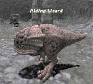 Riding Lizard Picture